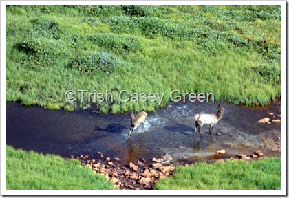 2010_Aug 29 RMNP-138-