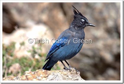 2010_Aug 29 RMNP-47-