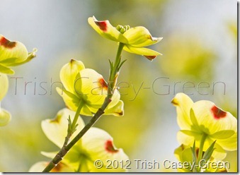 542824_353552524688044_101961379847161_979477_1965247015_n