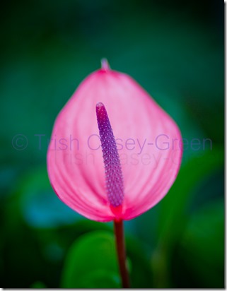 20130815-20130815-IMG_4784