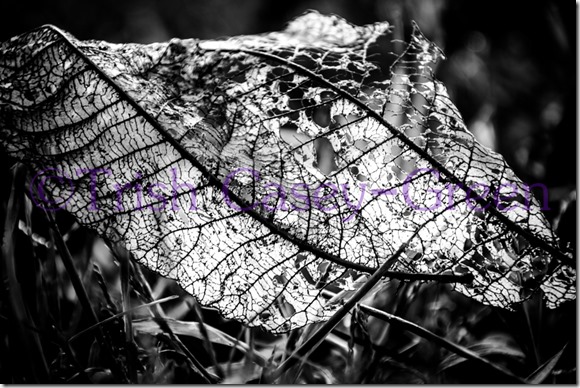 20131106-untitled-77