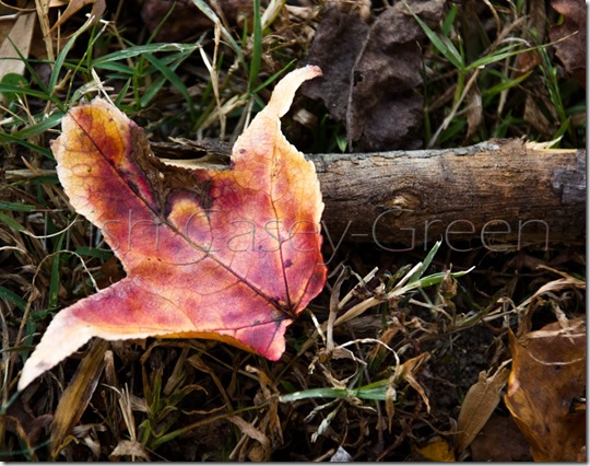 20131114-untitled-25