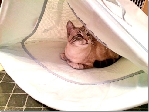 1780842_10203642517727453_1760603762_n