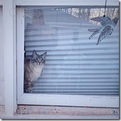 1011084_10203788348533132_1582363166_n