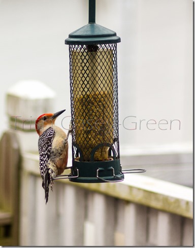 998958_10203988450135547_2052814423_n