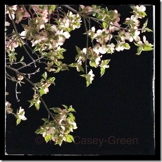 10261729_10204183273846018_1597132114_n