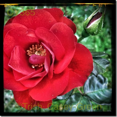 10331758_10204324575778478_1574887677_n