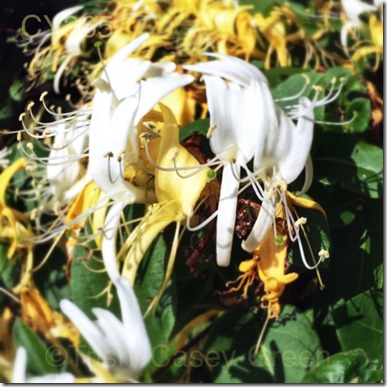 10356594_10204343386808742_1427419482_n (1)