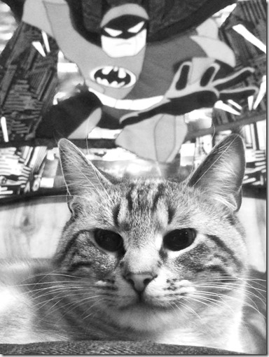 10356616_10204310985558731_138393321_n