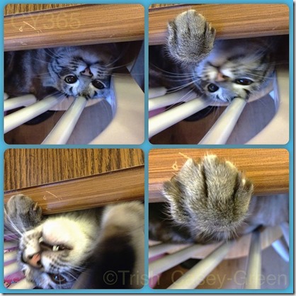 10357984_10204354351282847_1491127532_n