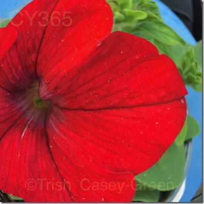 10362713_10204367391968856_1319239790_n