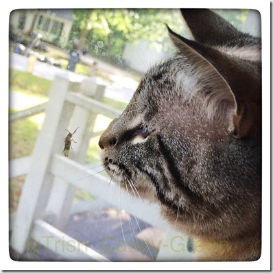 10443759_10204468969508231_751785687_n