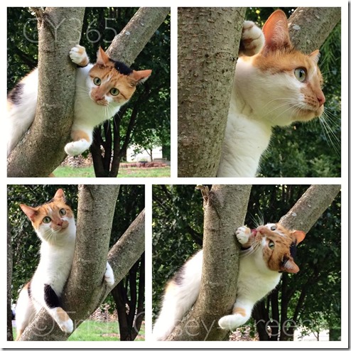 10474227_10204622401023923_627338794_n