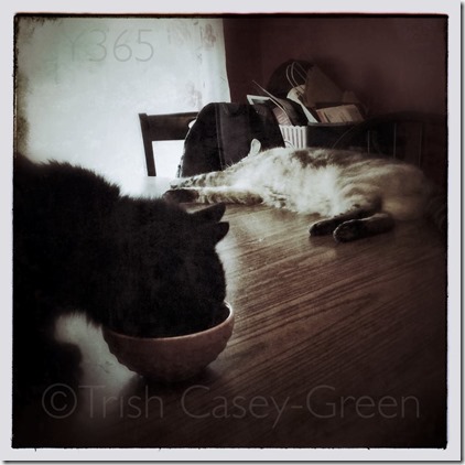 10477320_10204603492191214_1832158174_n