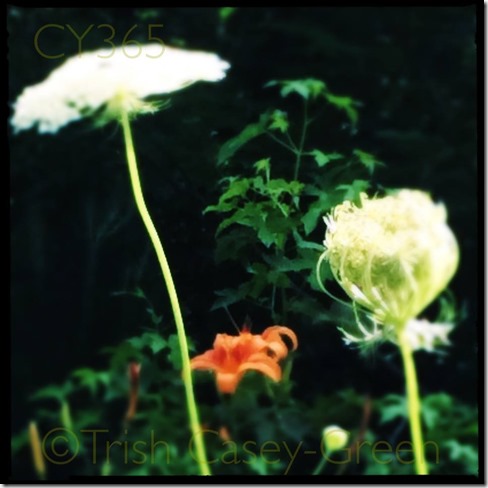 10517175_10204655407729070_194387500_n