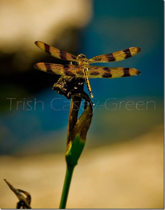 10505981_10204673941952414_1251323310_o