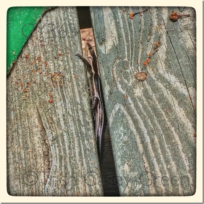 10520491_10204672678680833_1902358630_n (1)