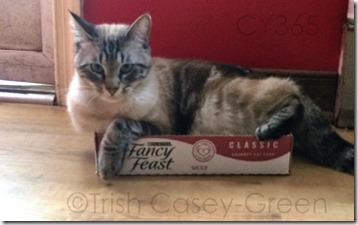 10585410_10204895167282909_808940702_o