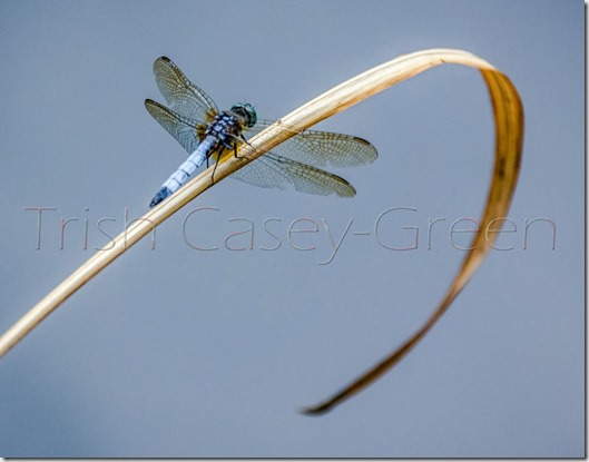 10615598_771858719524087_4404006739806595054_n