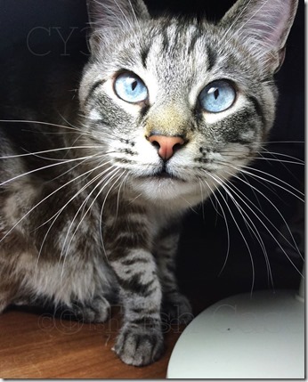 10644213_10205406887515595_1324015191997222161_o