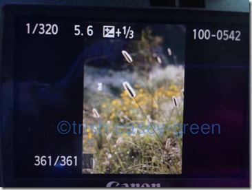 1549333_10205358022534001_2804015477695121758_n