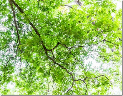 1622258_10205223392208327_8661177827849244318_n