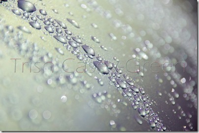 10168232_10205765421718726_965695040681101549_n