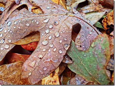 10174900_10205732929466440_2766503338537395974_n