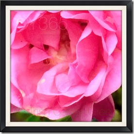 10689589_10205576728641517_9179011605588798947_n