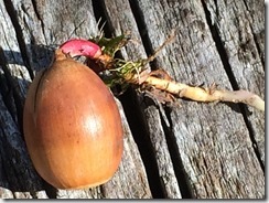 10690109_10205650126956429_6719452368282380332_n