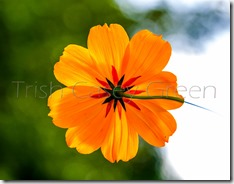 10712874_10205581024868920_1639441231940249921_n