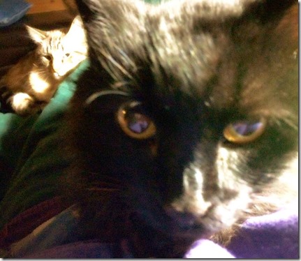 10805786_10205889065169735_3471246379933432747_n