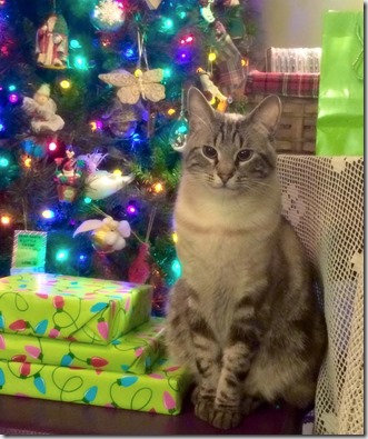 1461633_10206075586752658_4492134862187542266_n