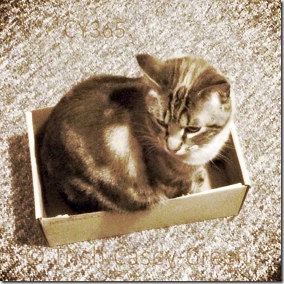 10924704_10206838246218668_458030430733383791_n