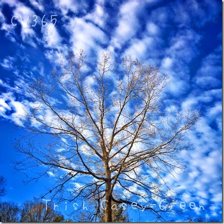 11091388_10207031841898439_1815508407087507961_n