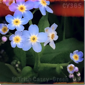 10846154_10207185348095998_523420368209674268_n