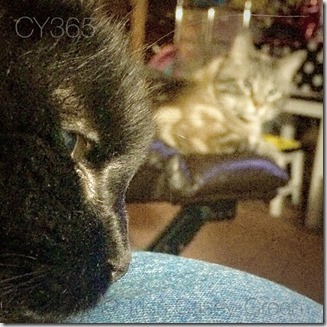 11205063_10207233843988365_8087302773430761162_n