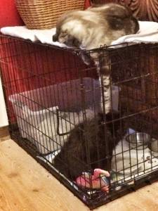 11850896_10207983911779591_914709856_n