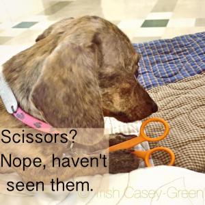 11890959_10208009608741999_6115364593685674638_n