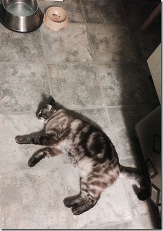 11721826_10207849414217236_1864570854_n