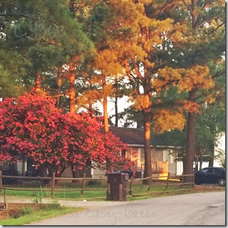 11777432_10207845583161462_1626409470_o