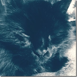 11793863_10207845586841554_328371694_o