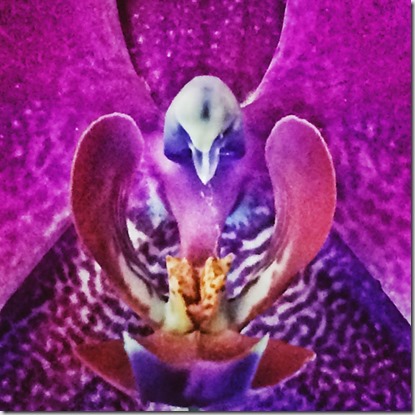 11770466_10207886441982907_1049911405_o