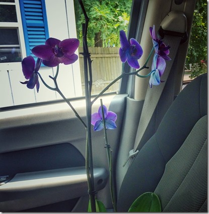 11815660_10207879116439773_92273481_n