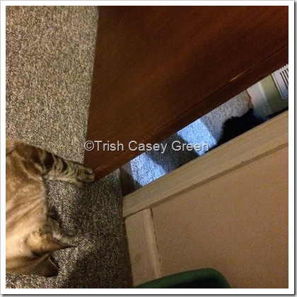 12032408_10208247933819977_167930863_n