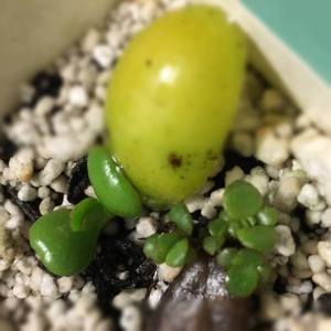 12068016_10208339767995774_4861116_n