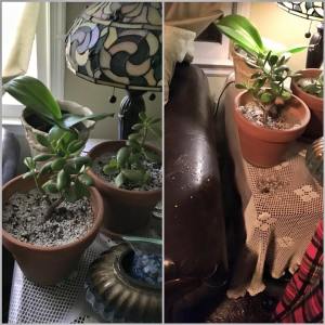 12107010_10208440229347245_8839886695923165631_n