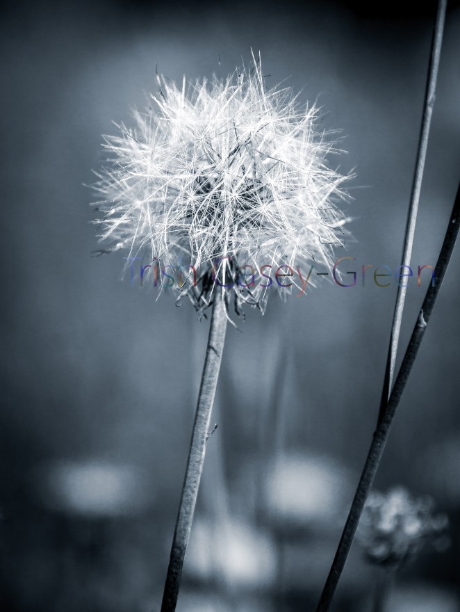 20150531-20150531-IMG_7622-2