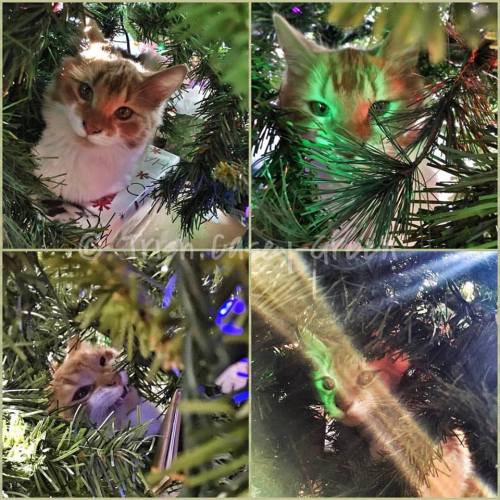 15590082_10212092393969078_6372133186324592874_n