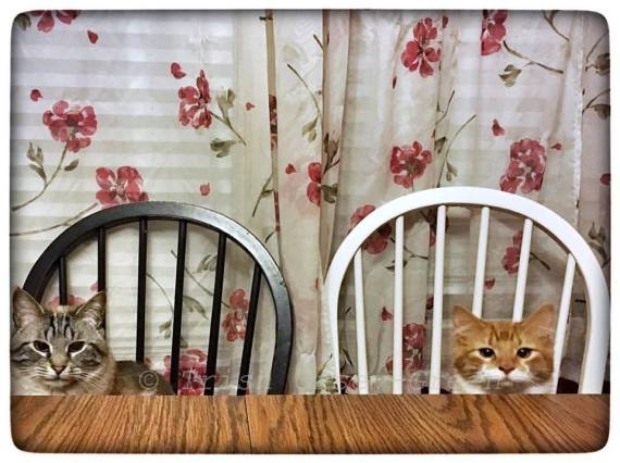 16508235_10212613591998703_5574347943438319447_n